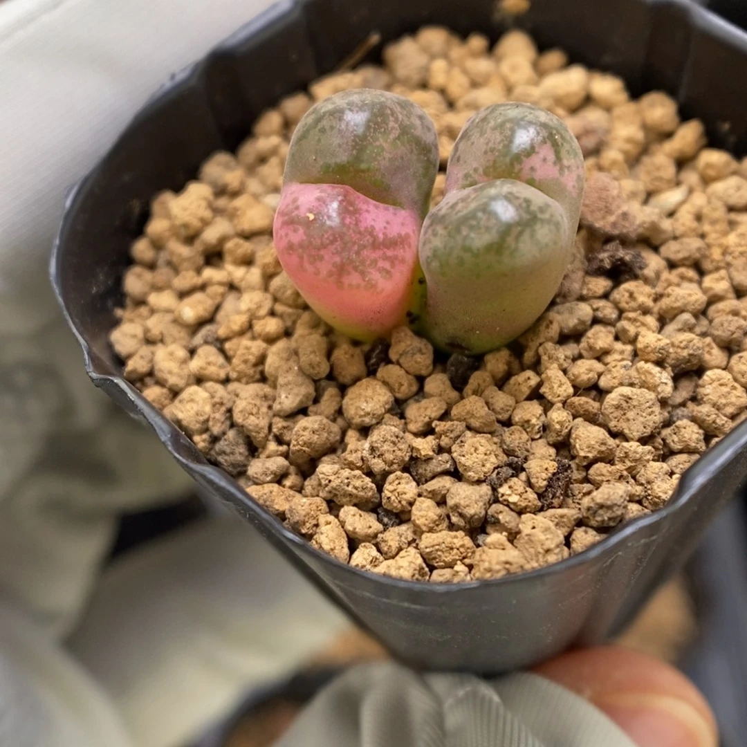 多肉植物肉锥杂交K-3241 风铃杂 锦
