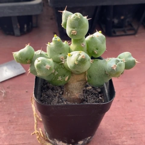 丘汐大戟7仙人球