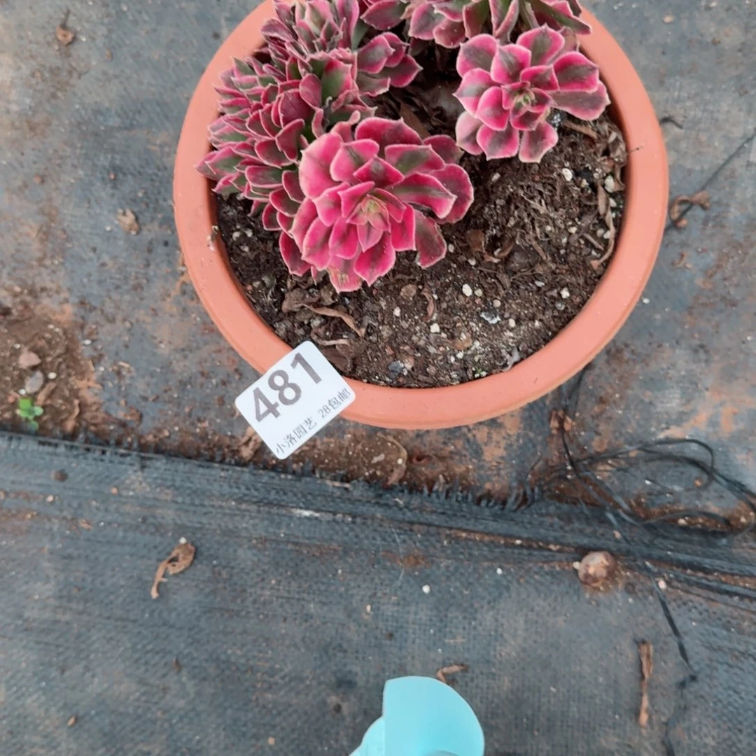 461粉女郎缀化多肉植物满28包