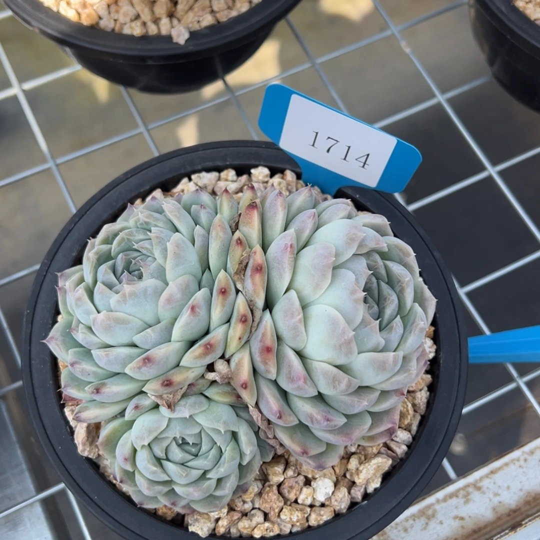 陌**开1714多肉多多多多多