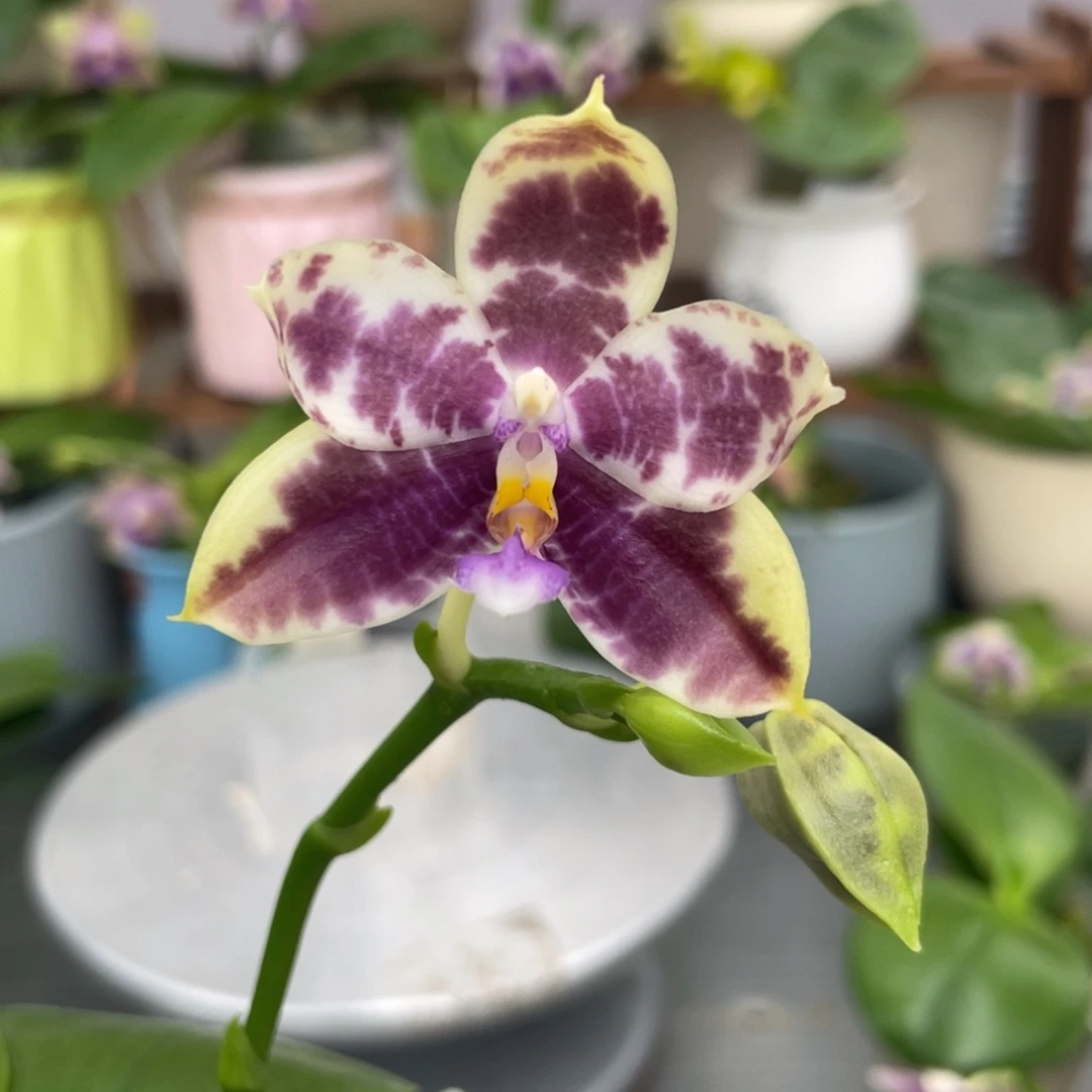 完全开放YW08，2.5杯开花株