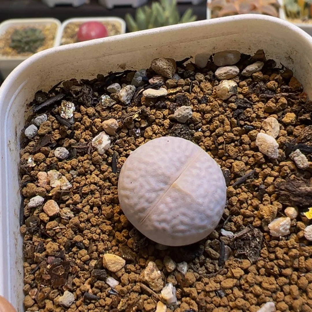 洋***烊63多肉植物百科植物