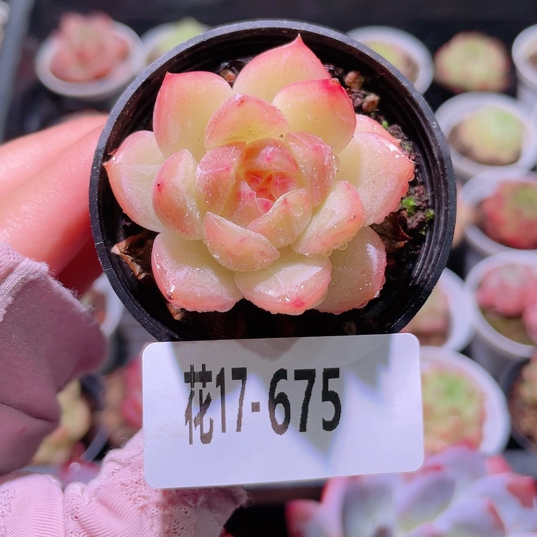 花利美17-675新品