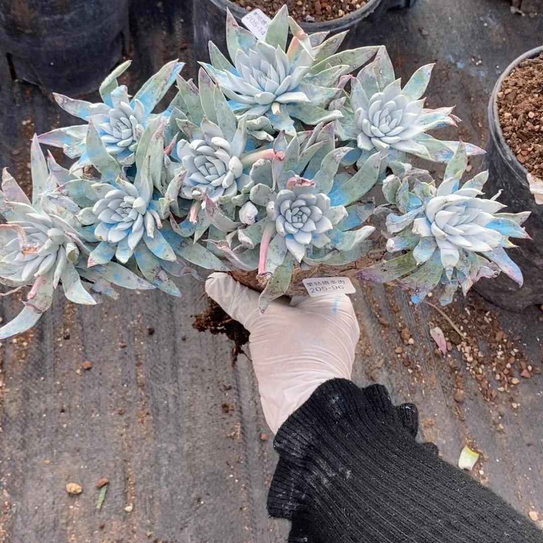 96号苹果叶瑕疵瑕疵