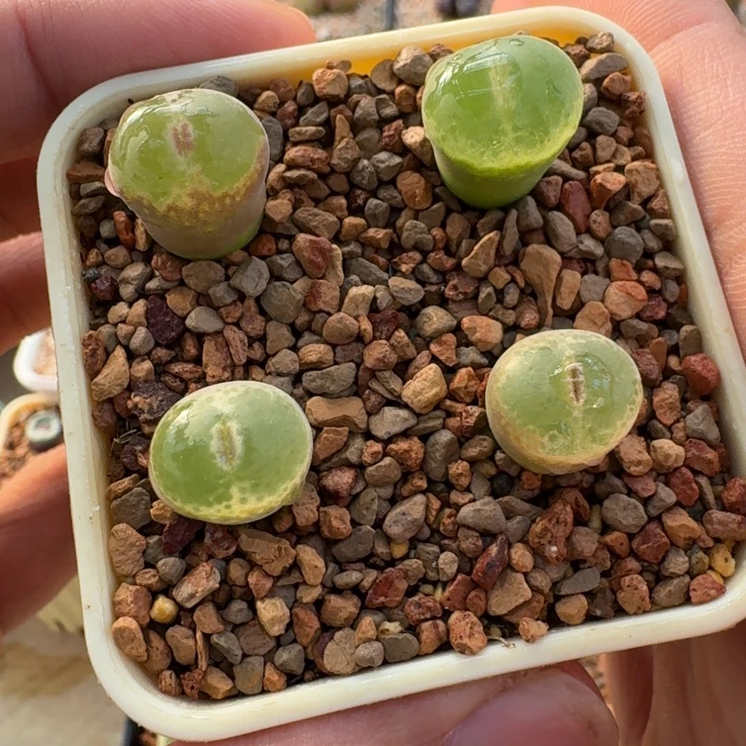 云缦精品番杏30.20 安格尼斯之眼