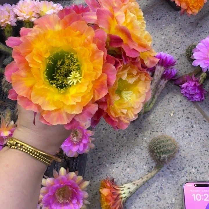 242毛大满贯歪无根侧牙4公分左右，20包邮