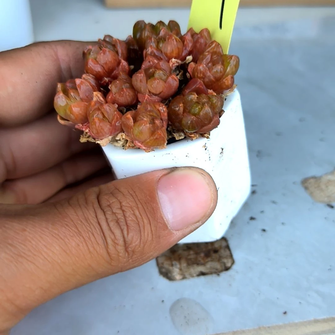 满6元包邮，果冻小爆头玉露，19号