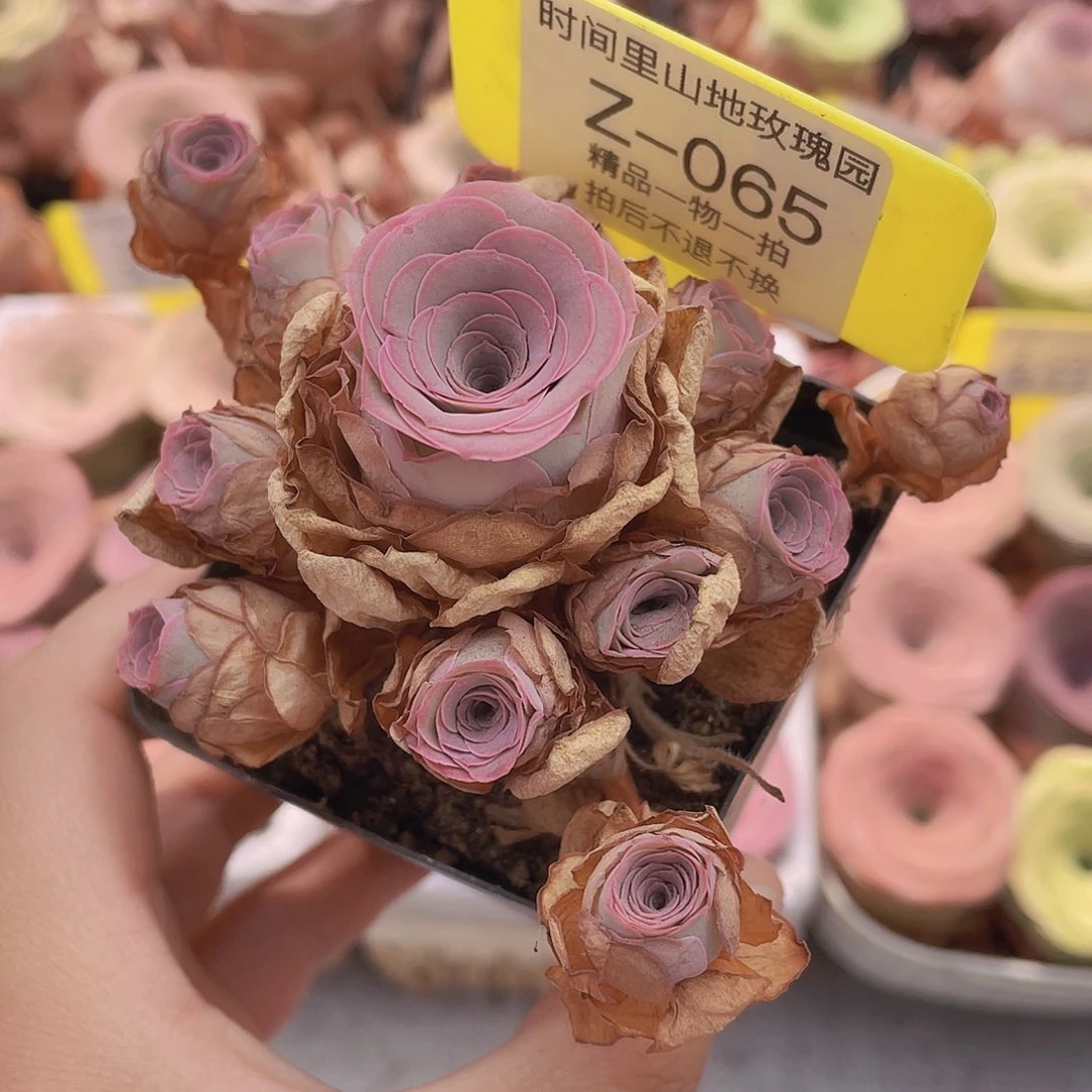 山地玫瑰Z065满38包邮裸根发货不售后