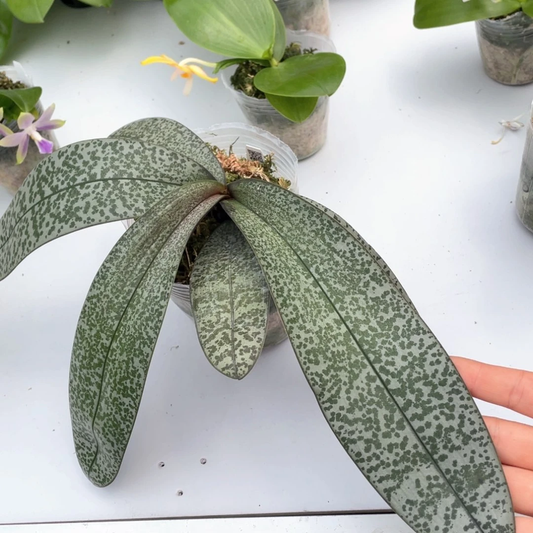 当前无花栽培后可以开花swr银叶西3.5，原298
