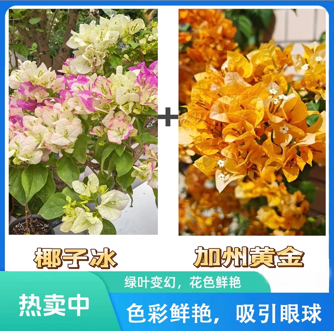 （椰子冰+加州黄金）到手2颗  三角梅四季开花阳台庭院可养不带花