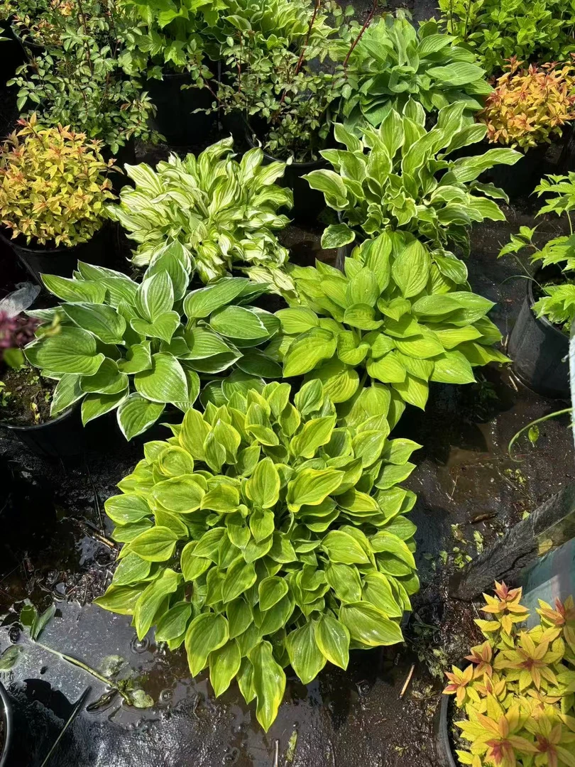 玉簪花 东北耐荫耐寒耐热玉簪花 观叶观花庭院植物