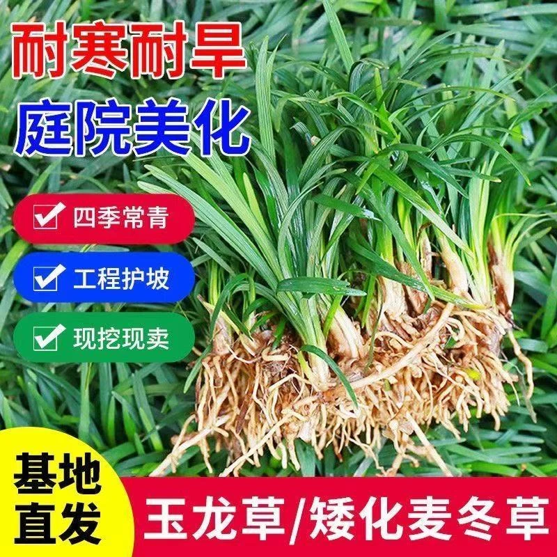 矮麦冬草玉龙草庭院绿化耐寒四季常青植物草坪草