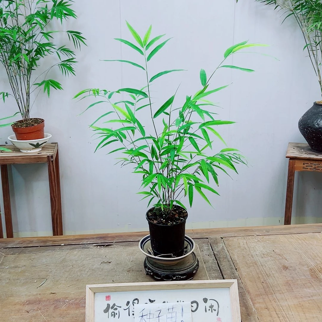 不开花植物内门竹