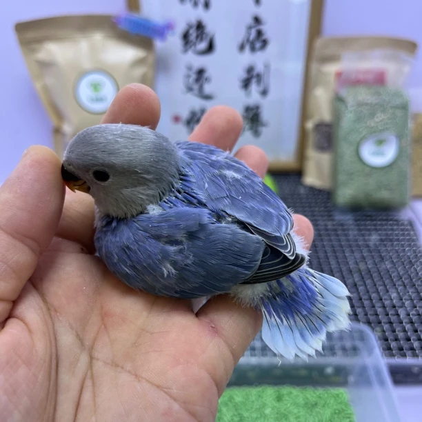 牡丹鹦鹉-学吃精品高纯紫闪公L8498