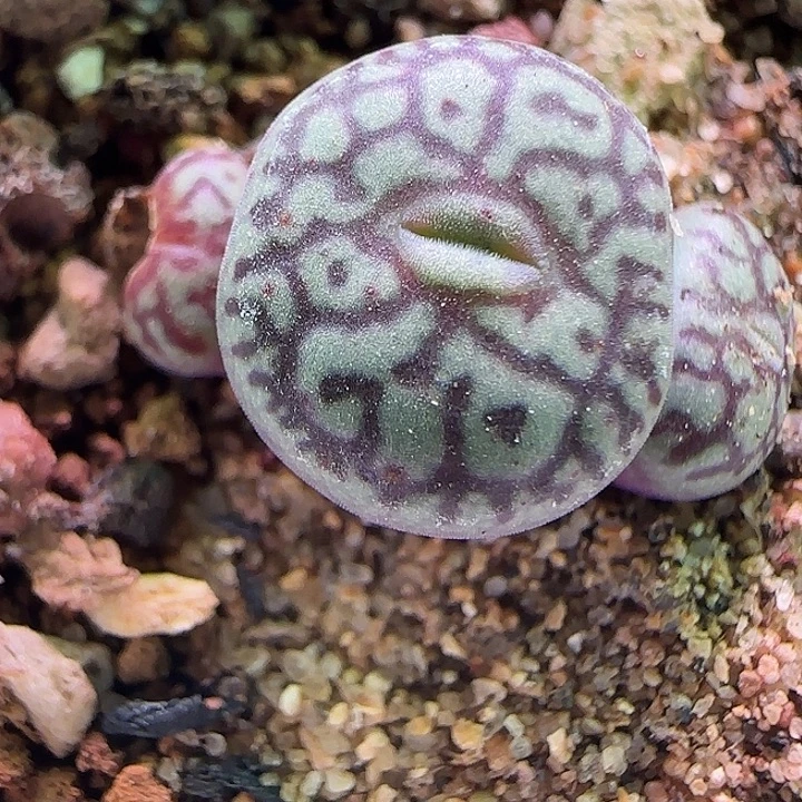 开播福利来啦。 467