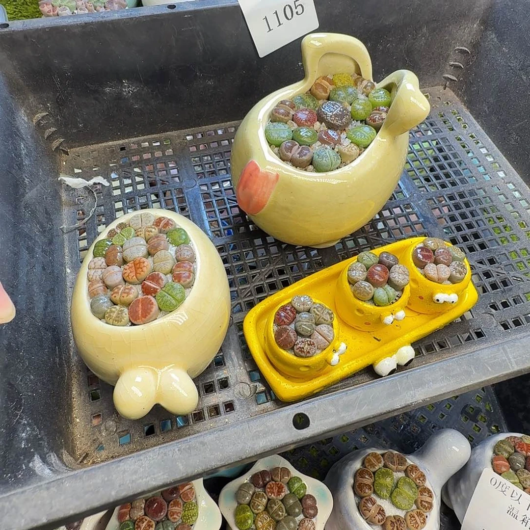 精***被多肉植物福利冲1105