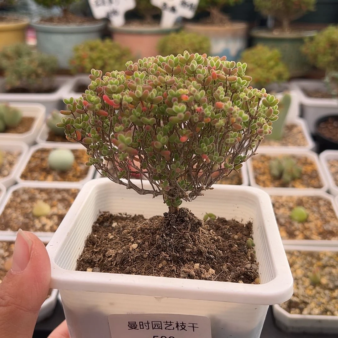 583号密橘糖球直桩12,22多肉