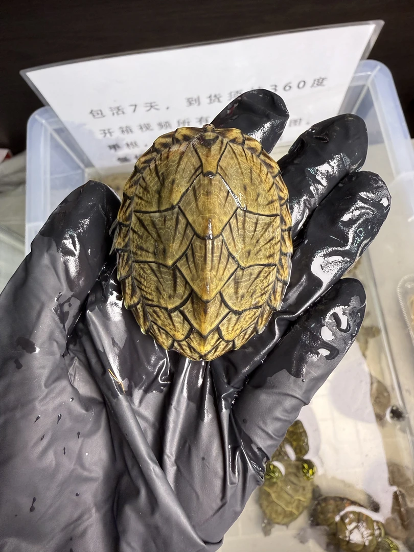 [龟宝乐园]剃刀蛋龟