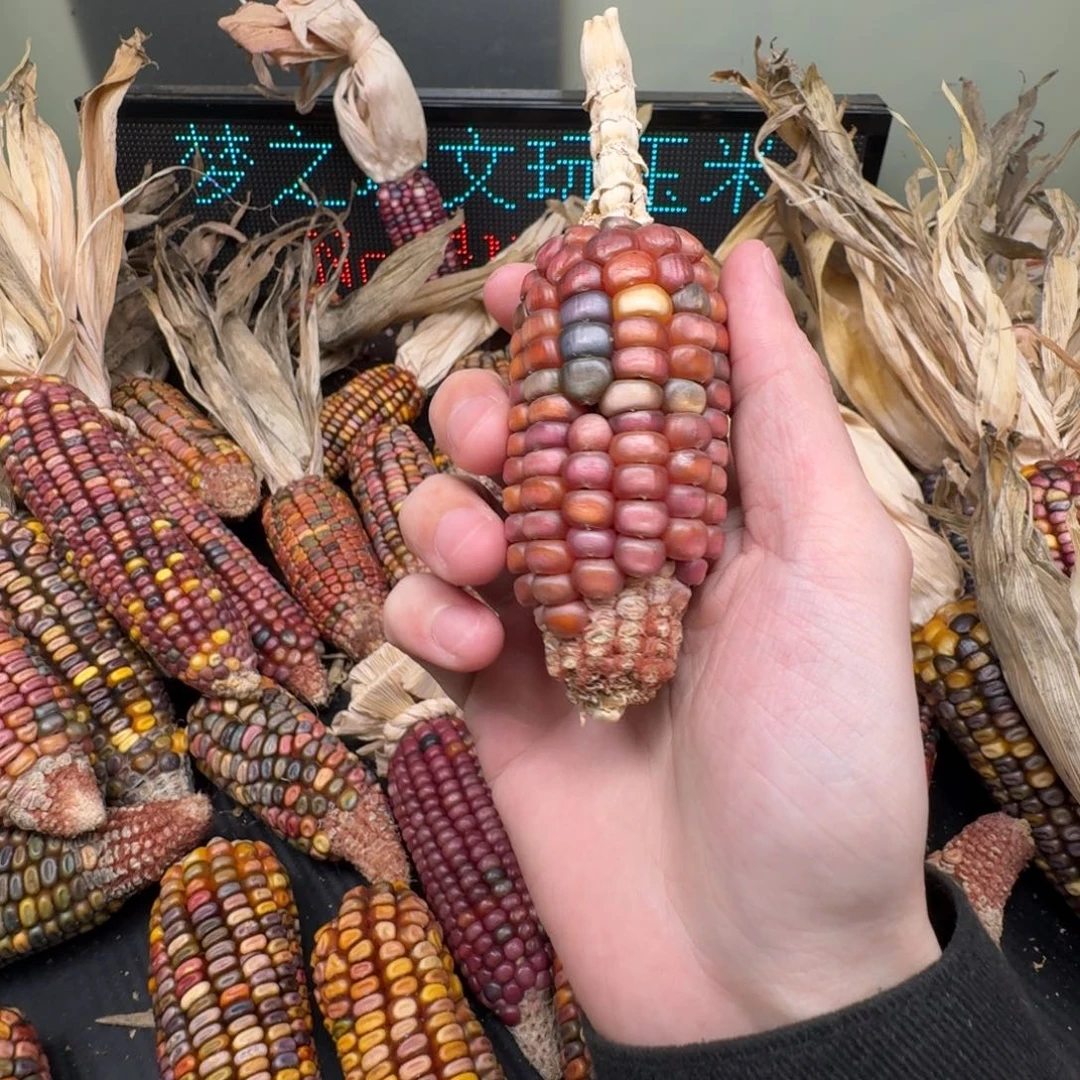 柏香籽/百香籽吊坠東*～