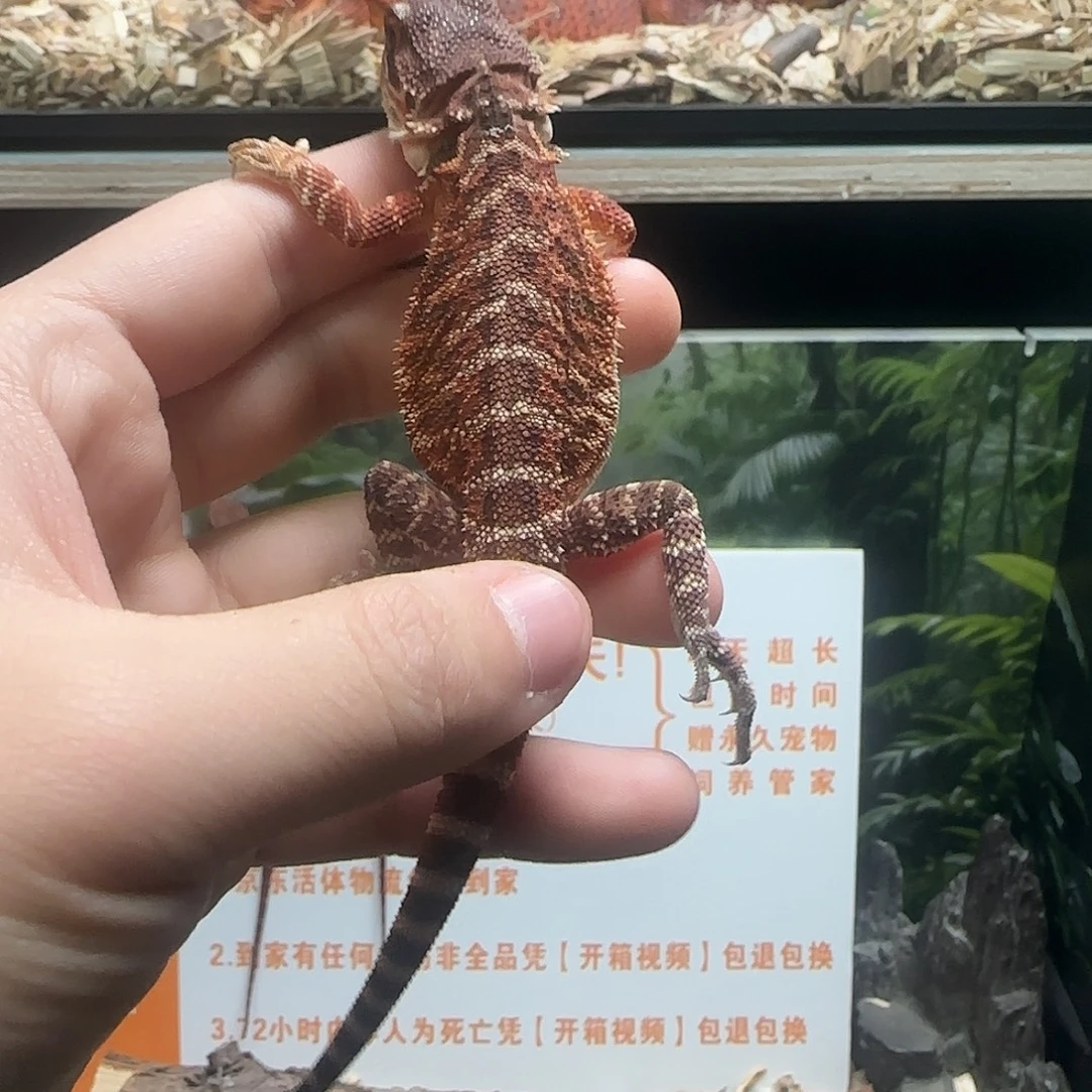 豹纹守宫鬃狮蜥蜴