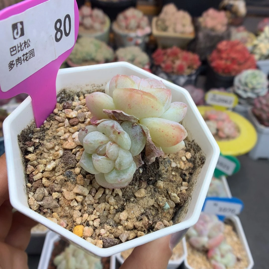 80冰玉石化新年快乐