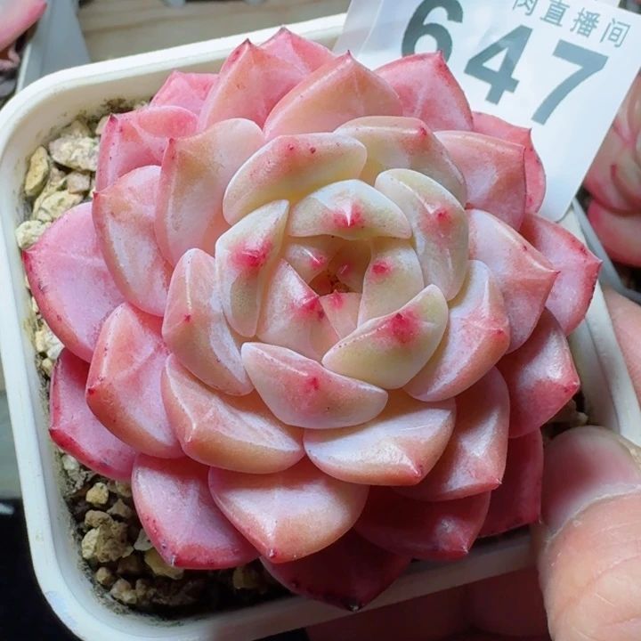 冰魄         精控精养多肉植物