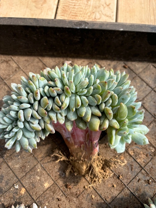 多肉植物一物一拍，小树缀