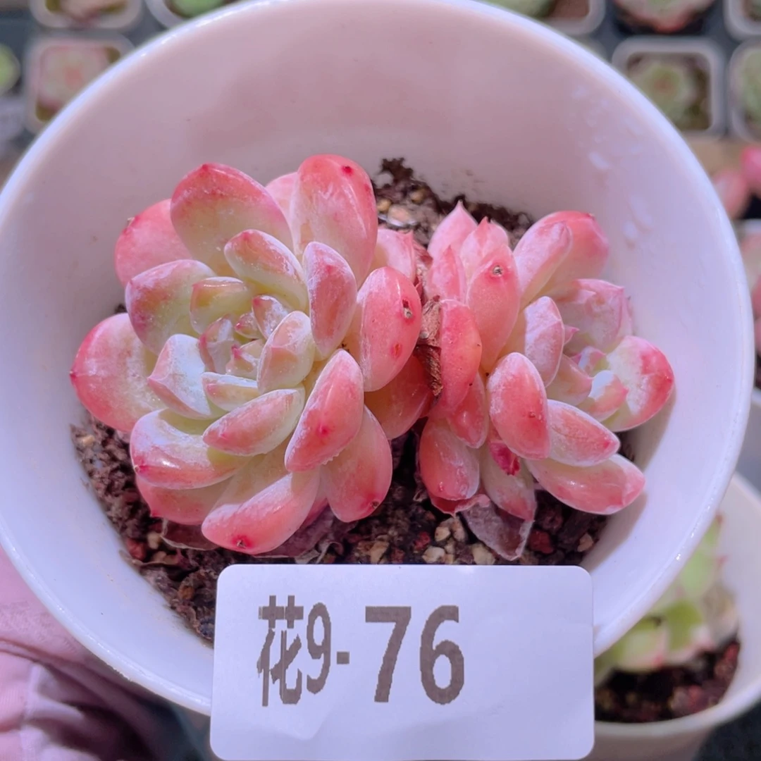 花利美9-76红胖子