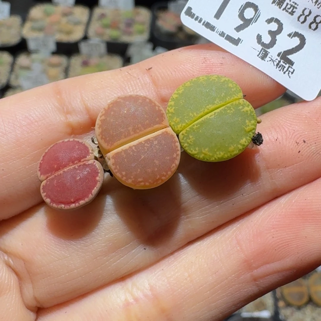 糖***浅Ssss精品生石花1932