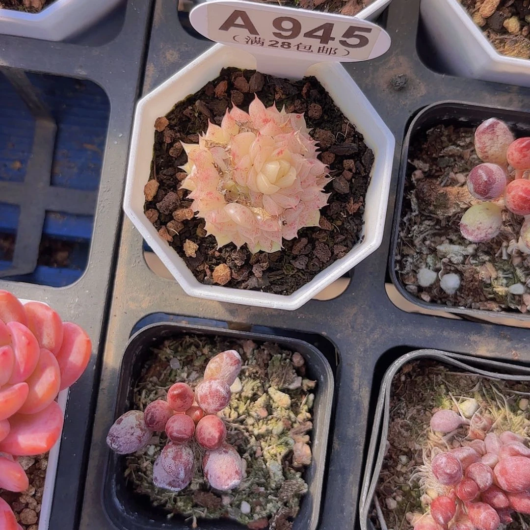 A945麦秆一物一拍