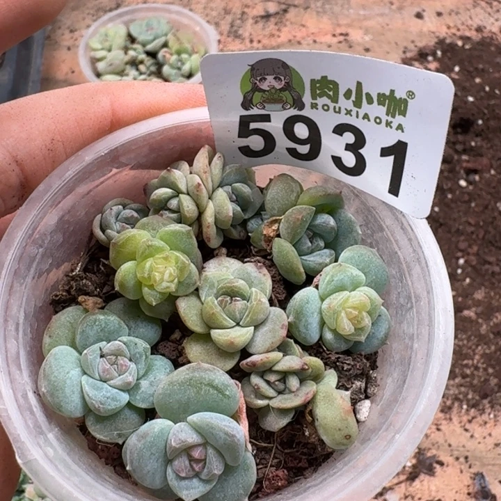 守***敏多肉植物多肉植物
