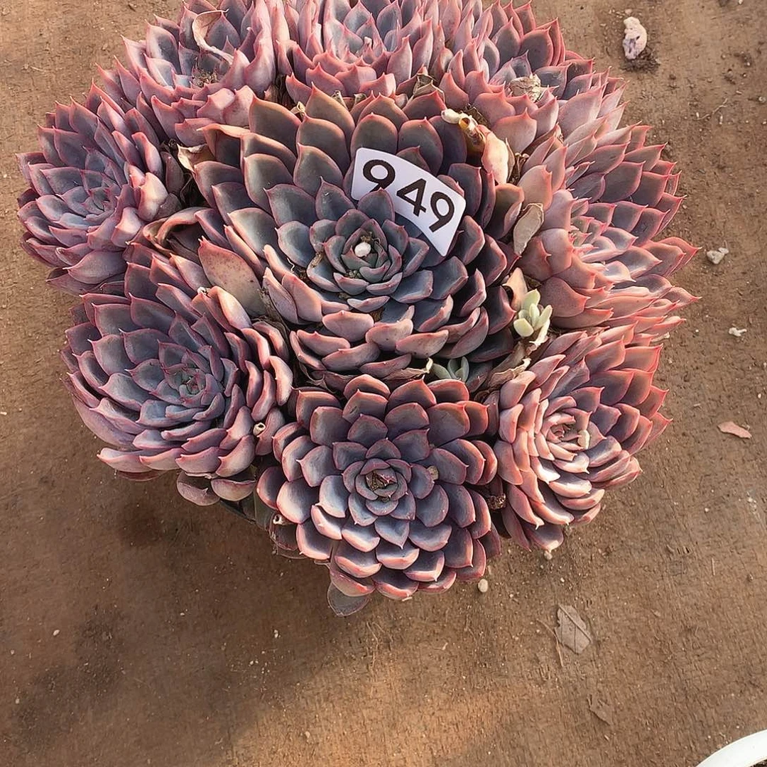 949猎户座 一物一拍多肉