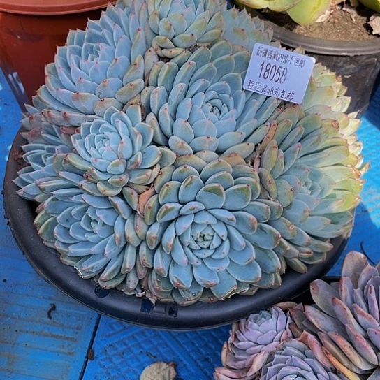 老*如梦令18058多肉