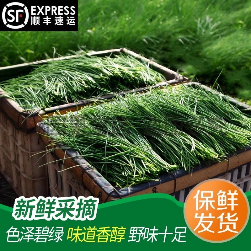 民勤当地直供沙葱新鲜蔬菜整箱现采西北特产时令蔬菜当季顺丰发货