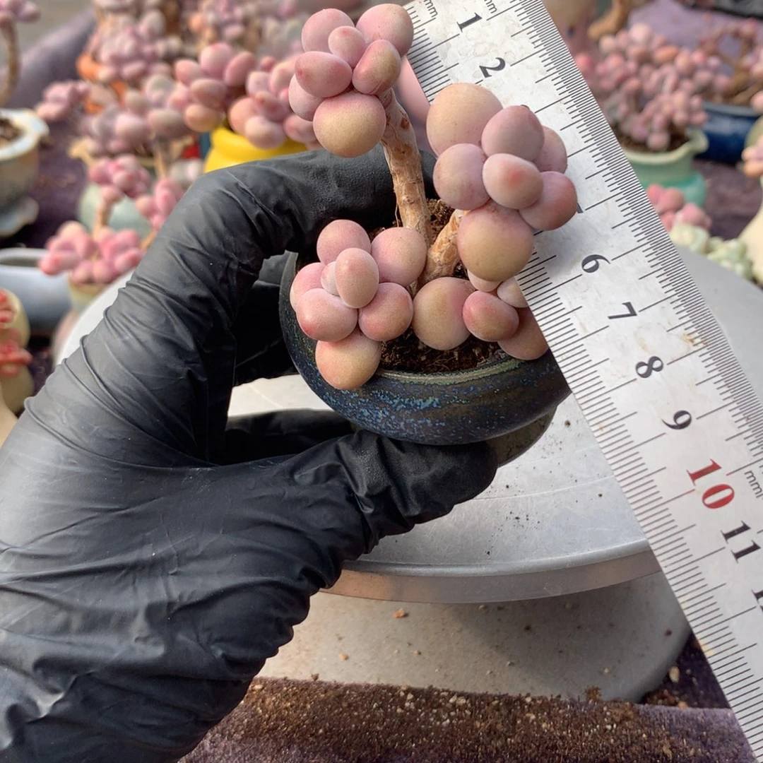 23号带盆桃蛋偏远地区不包邮的