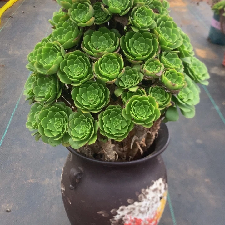 276绿羊绒多肉植物