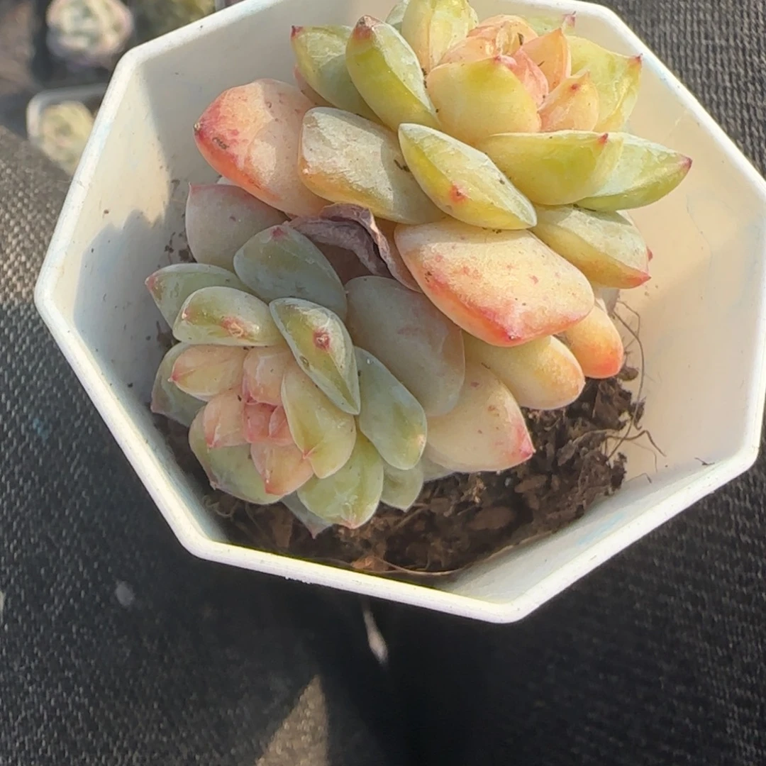 多肉小卡拉米糖心一物一拍