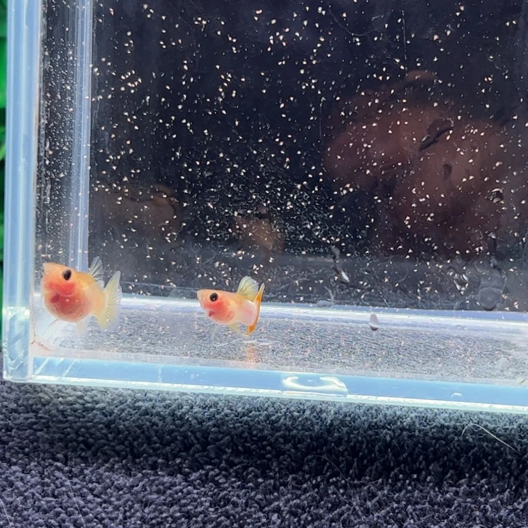 孔雀鱼幻彩粉猫c455555