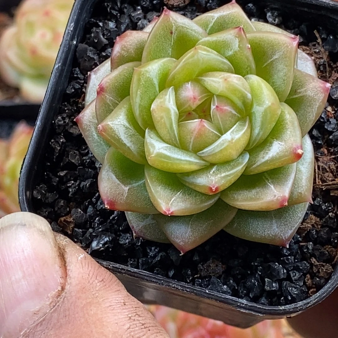 天官赐福百无禁忌