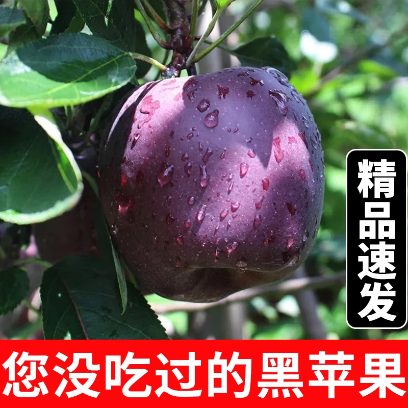 正宗甘肃黑卡苹果当季新鲜水果黑钻苹果整箱包邮纯甜冰糖心脆面