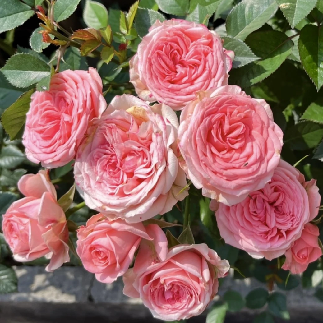 仙度瑞拉月季花盆栽庭院花园植物耐寒耐晒易养护爆花强