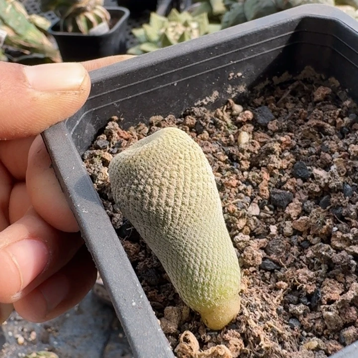 桂**a259实生小人冒仙人球