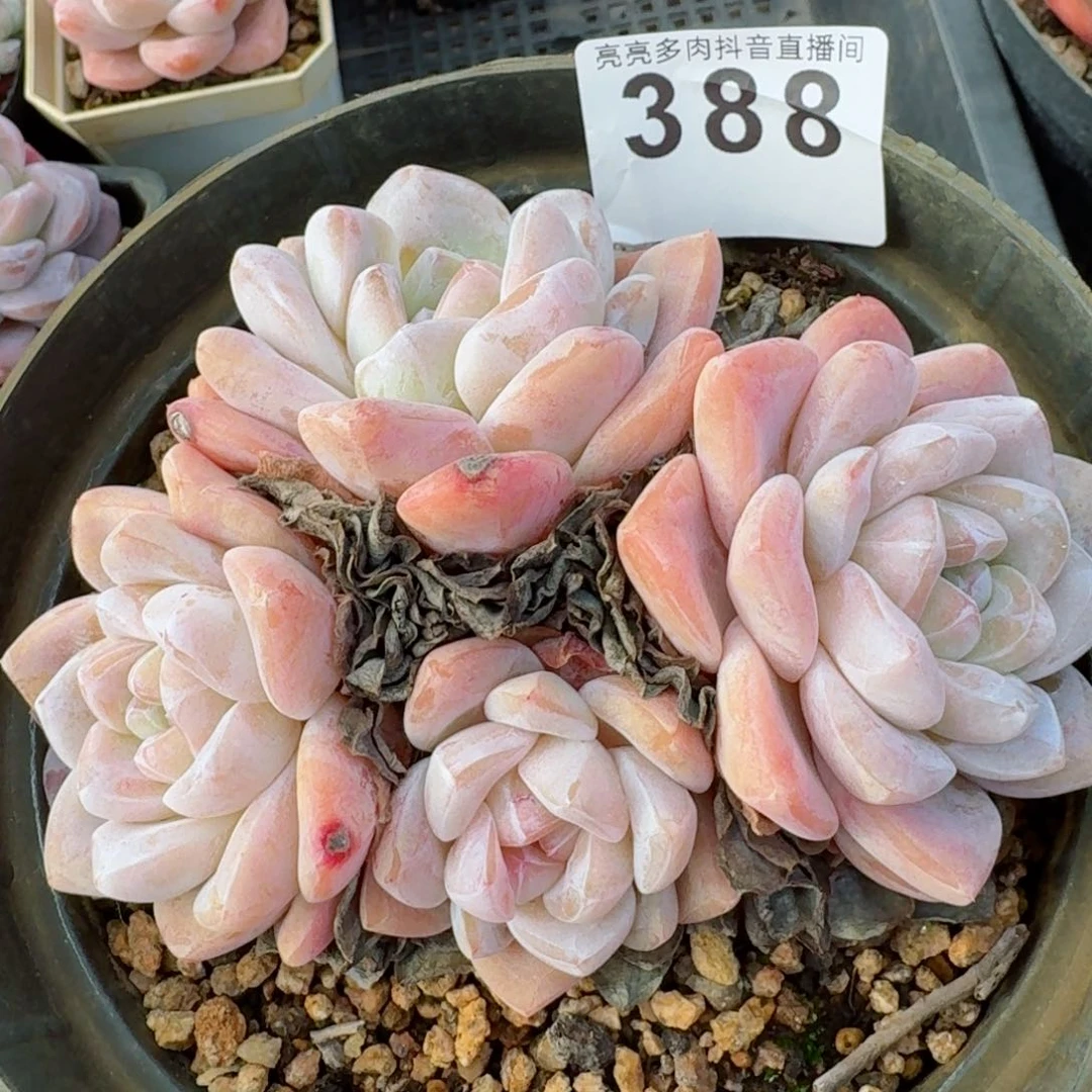 开播福利长腿冰玉         精品多肉