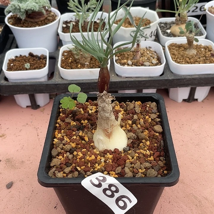 386产地GN弹簧草块根