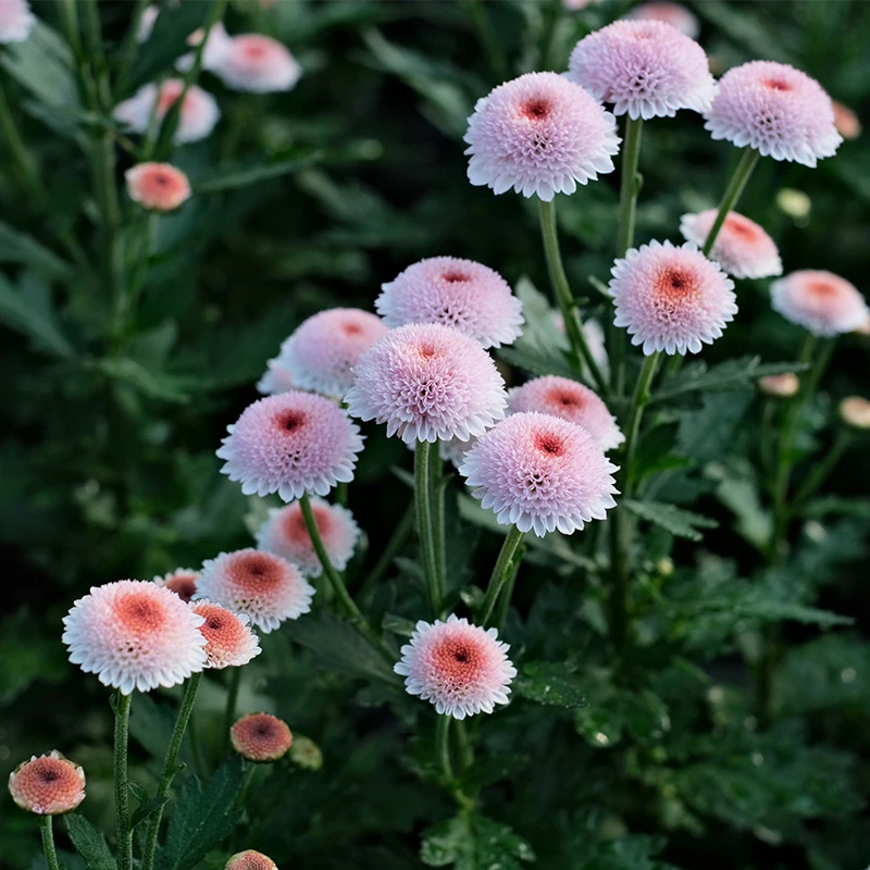 逸棵【石头专属】耐寒小菊花苗四季种冬春开多年生草本花卉阳台盆栽