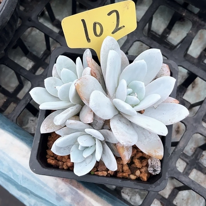 雪逆102号码牌子的话