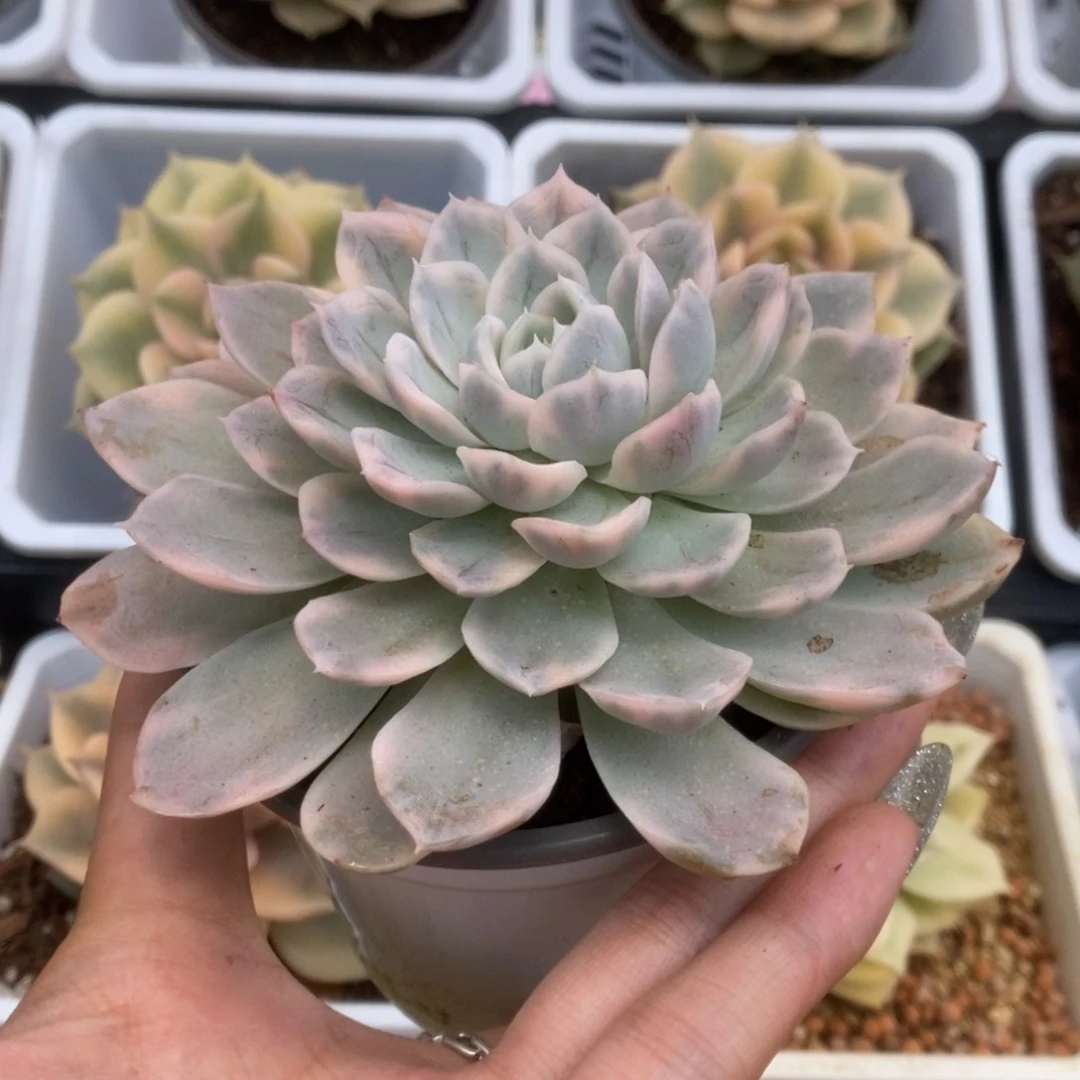 442雪球锦锦锦锦锦锦