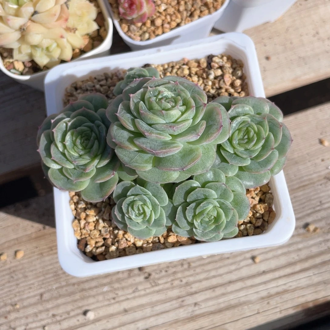 优选青鸾珍妮1059