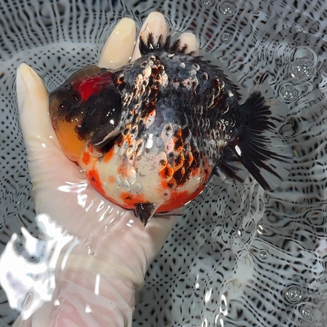 金鱼精品高货短尾狮