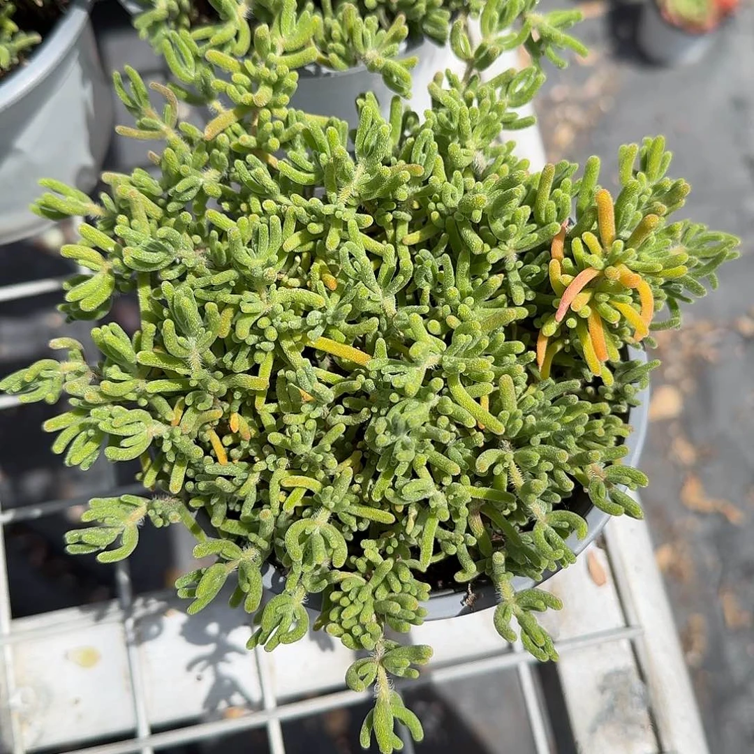 荧光兔多肉植物精品